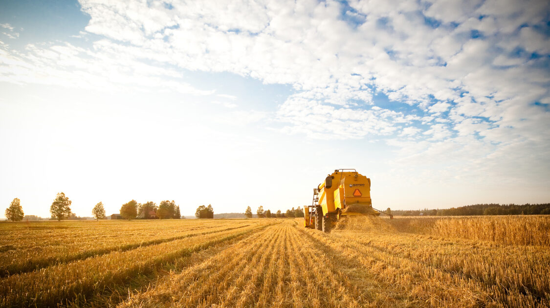 Barley field_Murtolan Hamppufarmi