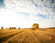 Barley field_Murtolan Hamppufarmi