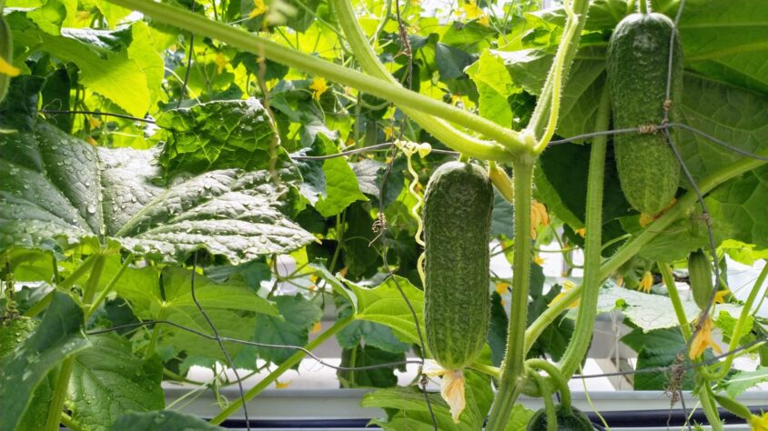 Valokuva henkilöltä Liisa