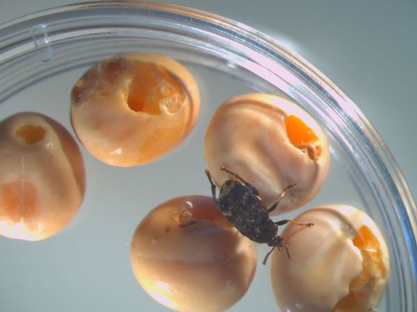 lianapressfile-1644302471524