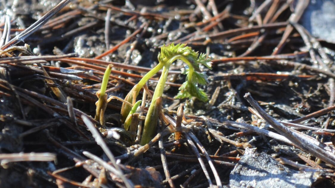 Kuminan taimi 20.3.2022