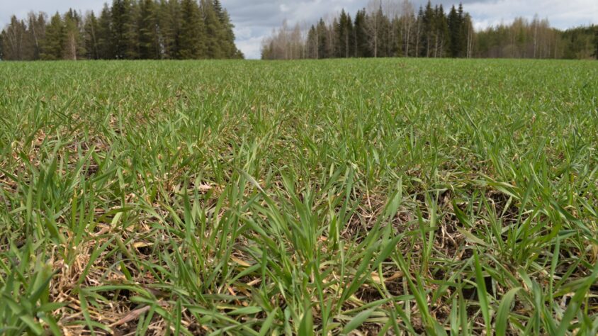 ruispelto-kevat-2022