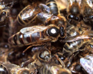 a.-mellifera-mellifera-kuvaaja-tarja-ollikka