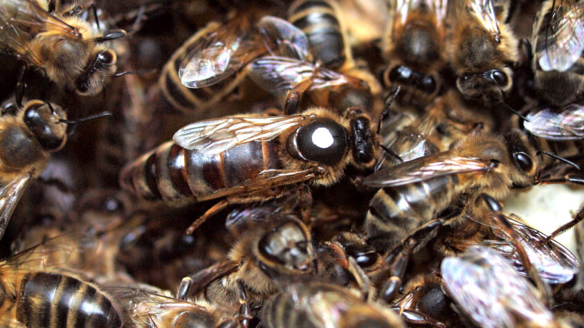 a.-mellifera-mellifera-kuvaaja-tarja-ollikka