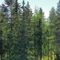 metsä