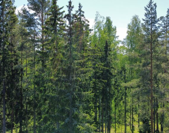metsä