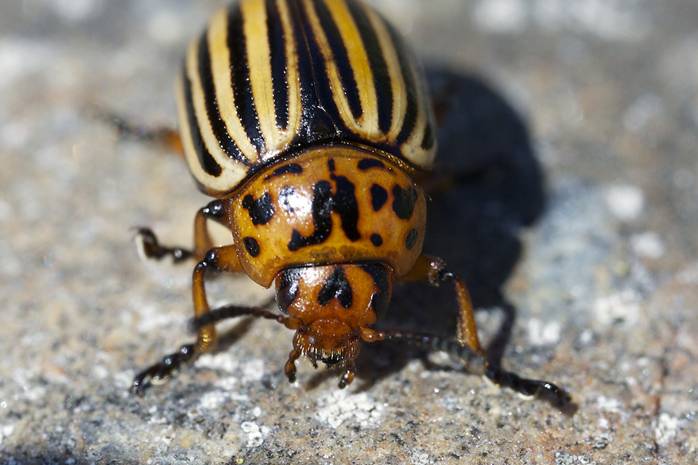 koloradoaikuinen_lauri_maenpaa_1