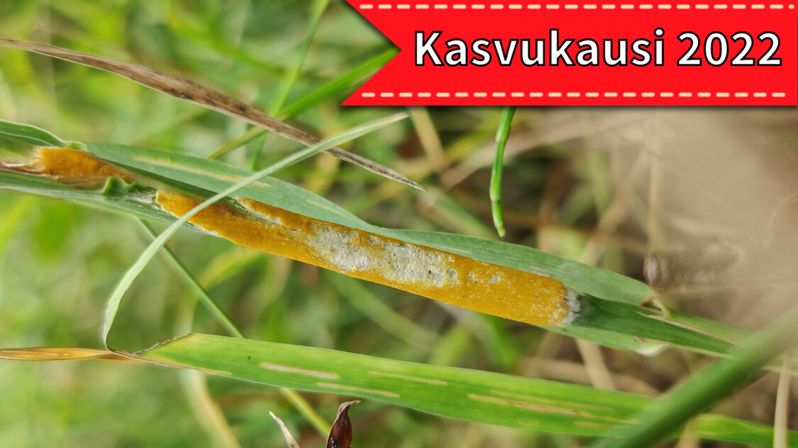 nurmenkäämitautilogolla