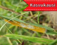 nurmenkäämitautilogolla