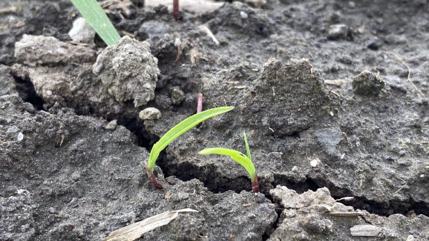 Kananhirssi_10.6.2022