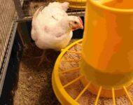 nordic_caraway_feed_trial-1665219018