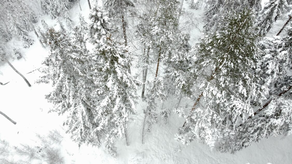 talvimetsä