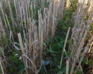 Puna-apila syysvehnän alla