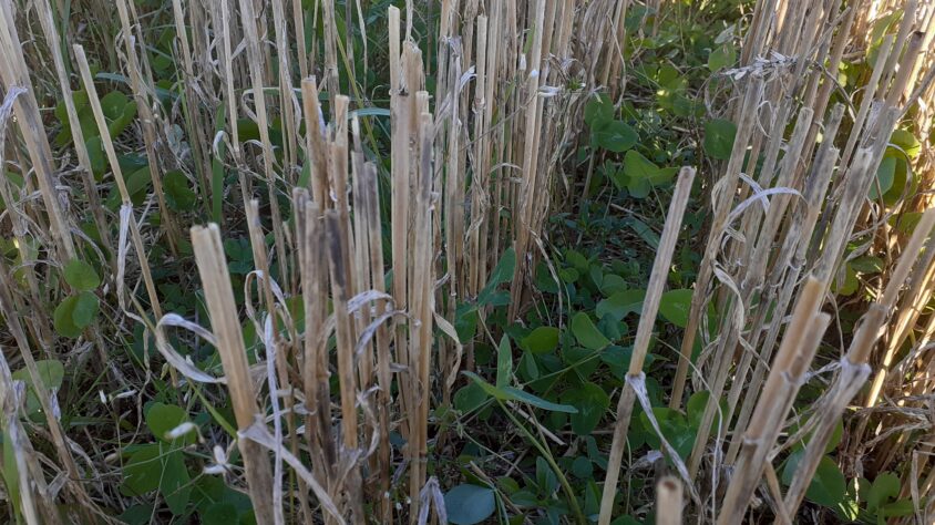 Puna-apila syysvehnän alla