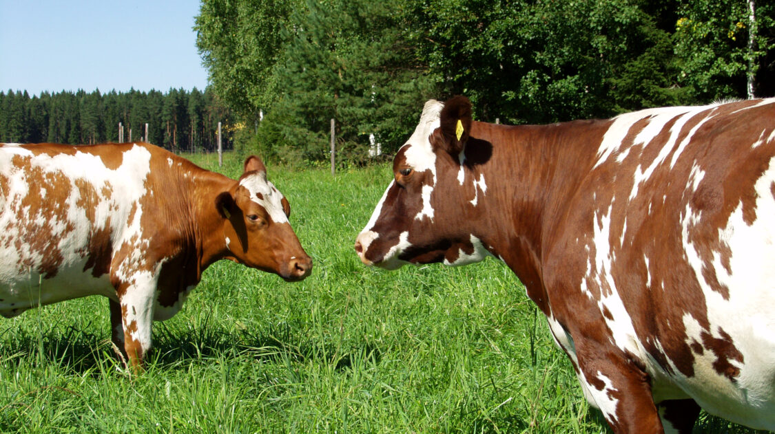 lypsylehmä laitumella