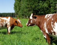 lypsylehmä laitumella