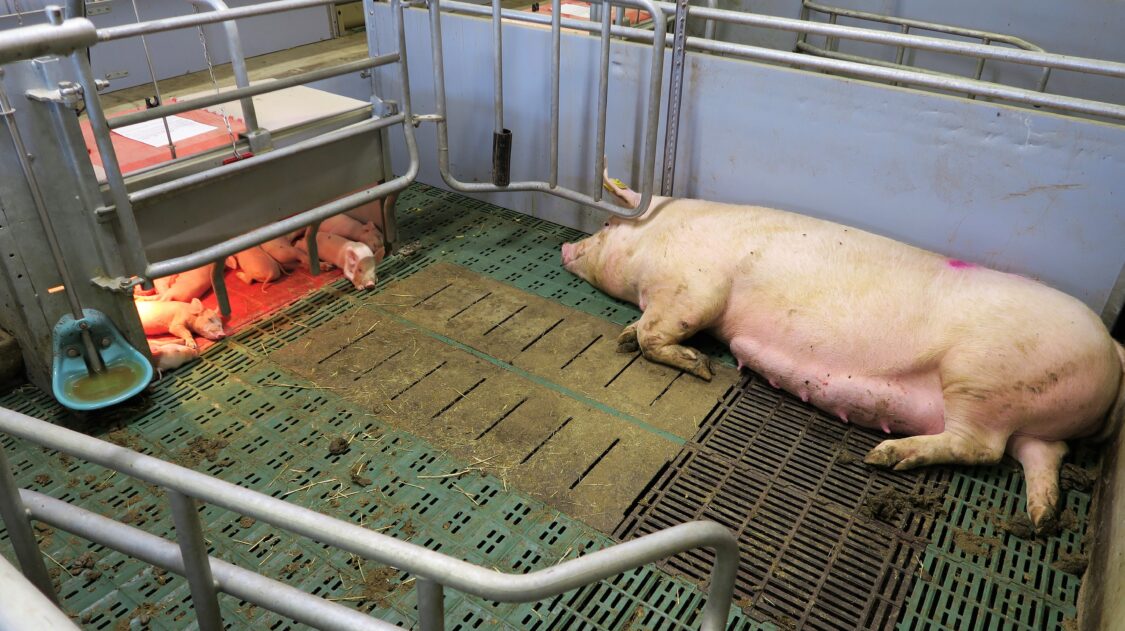 AMHyvinvointilaki02a