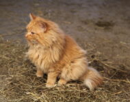 kissa