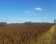 oljyhamppu