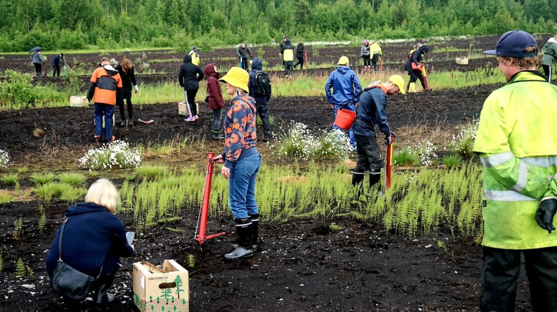 yritysten-edustajat-metsanistutuksessa-kovalansuolla