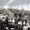 LR Robot Dairy-Barn-(2) (1)