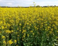 Legato-syysrypsi kukintavaiheessa