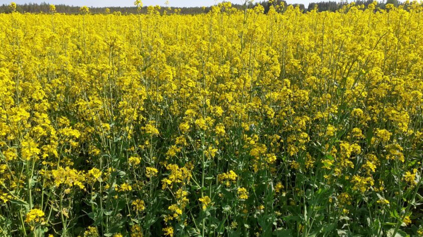 Legato-syysrypsi kukintavaiheessa