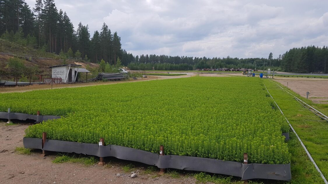 Taimisankarit kehissä