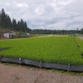Taimisankarit kehissä