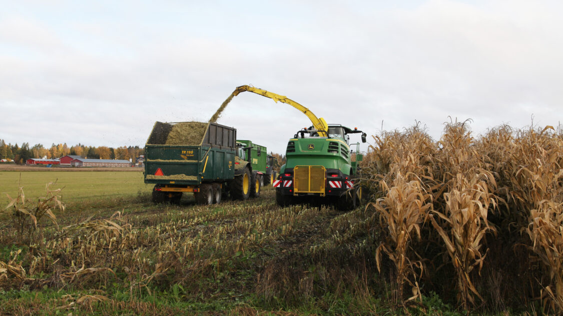 maissinkorjuu