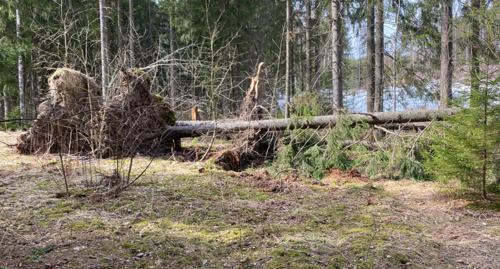 Luke Mets tuhojen Kokonaiskustannus On 100 Miljoonaa Euroa Vuodessa luke-mets-tuhojen-kokonaiskustannus-on-100-miljoonaa-euroa-vuodessa