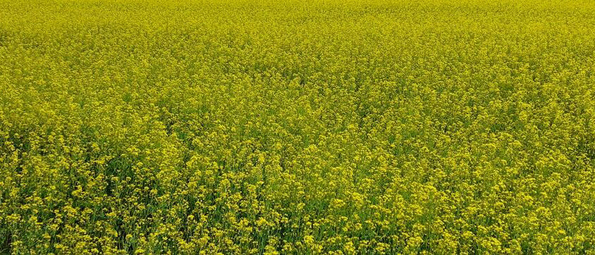 rypsi-otsikko2-1125×362