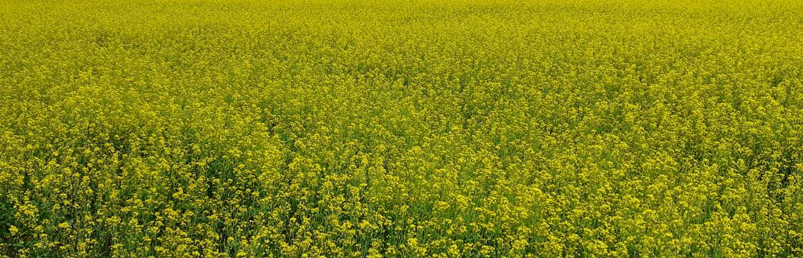 rypsi-otsikko2-1125×362