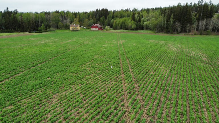 Milt N ytt Jankkurikylvetty Syysrapsi AGRImedia milt-n-ytt-jankkurikylvetty-syysrapsi-agrimedia