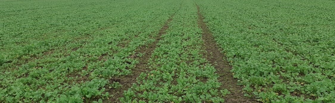 syysrypsi artikkelikuva