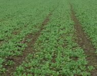 syysrypsi artikkelikuva