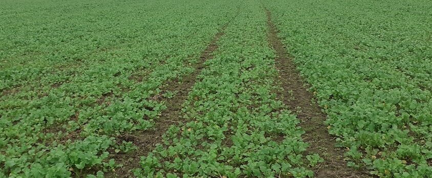 syysrypsi artikkelikuva