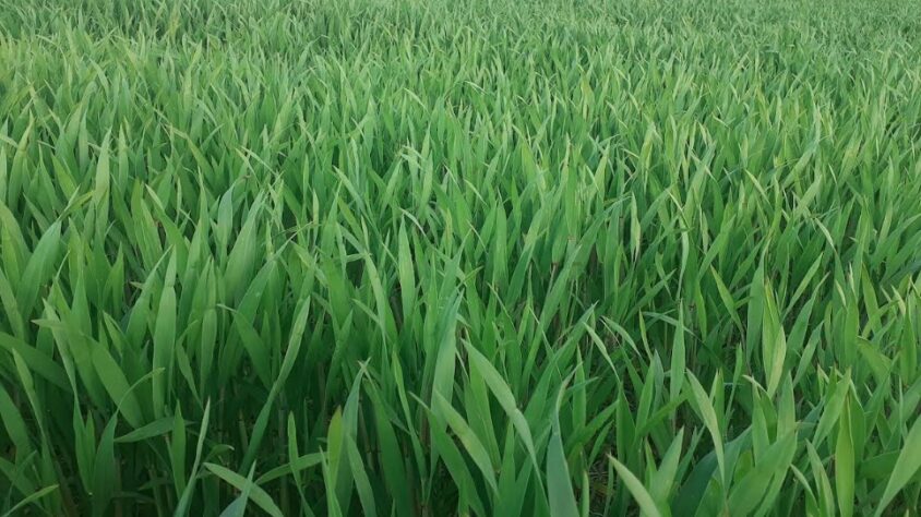 SU Toppus Talonedusta Lippulehti