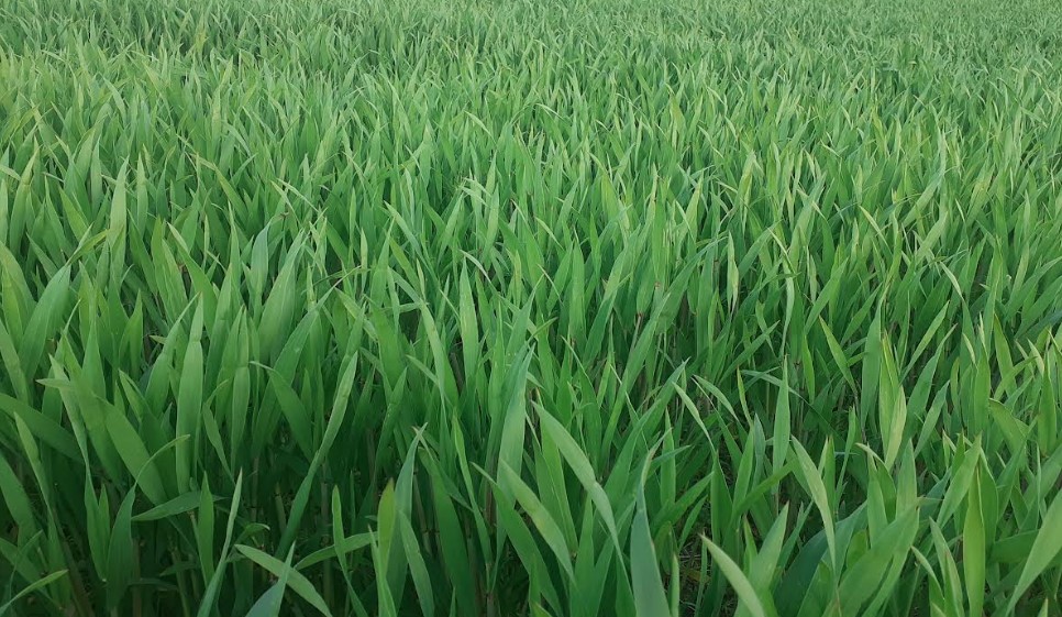 SU Toppus Talonedusta Lippulehti