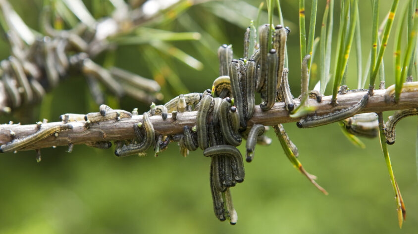 painokelpoinen-kuva-ruskomantypistiaisen-toukista-erkki-oksanen-luke