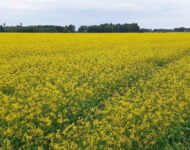 synneva-puistonmaki2-1125×631