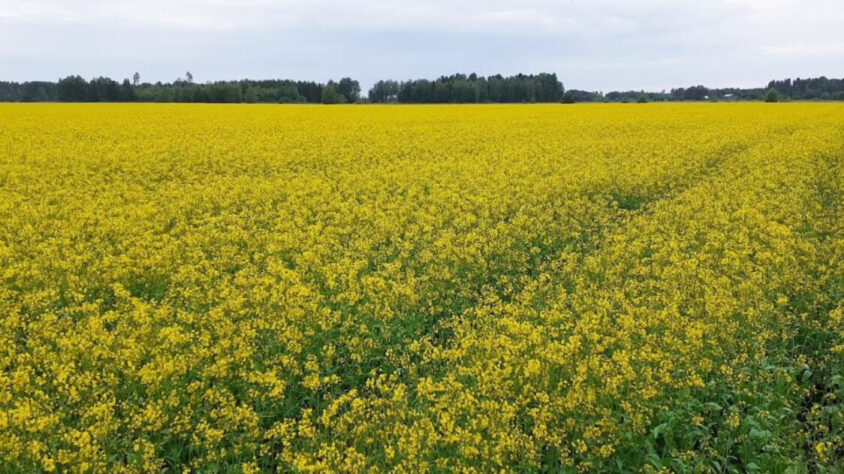 synneva-puistonmaki2-1125×631