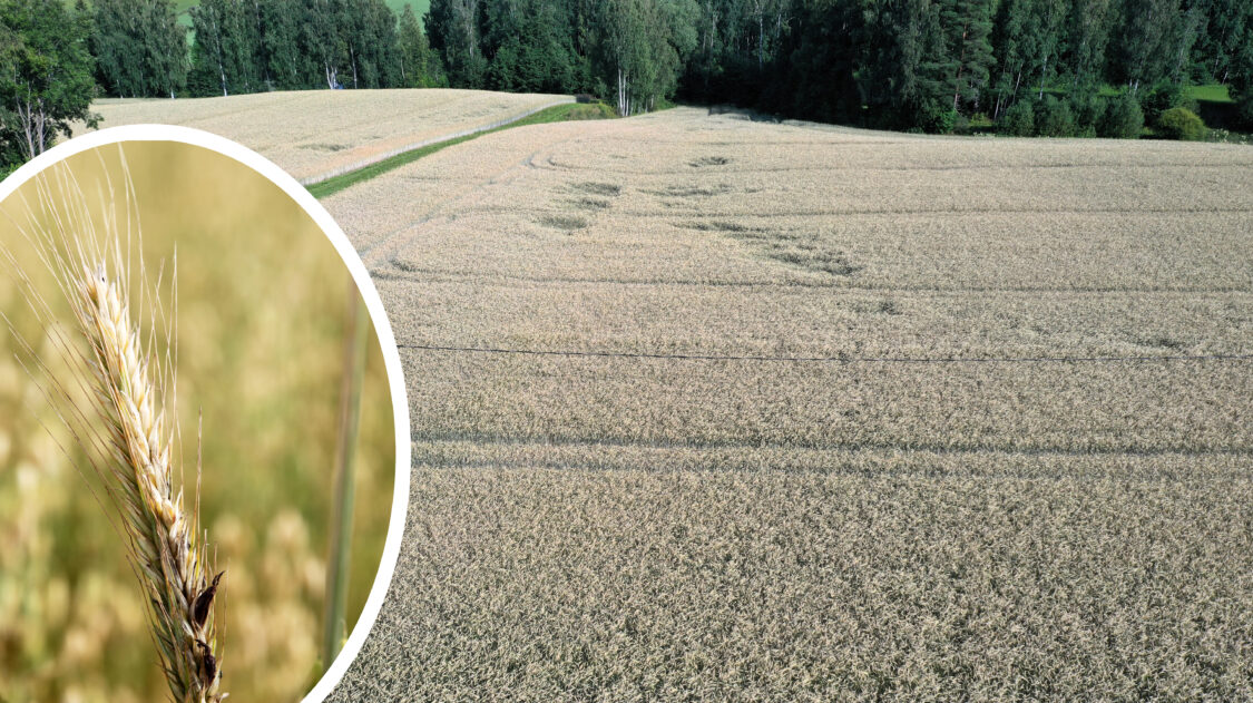 AgrimediaRuisTora01m