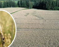 AgrimediaRuisTora01m