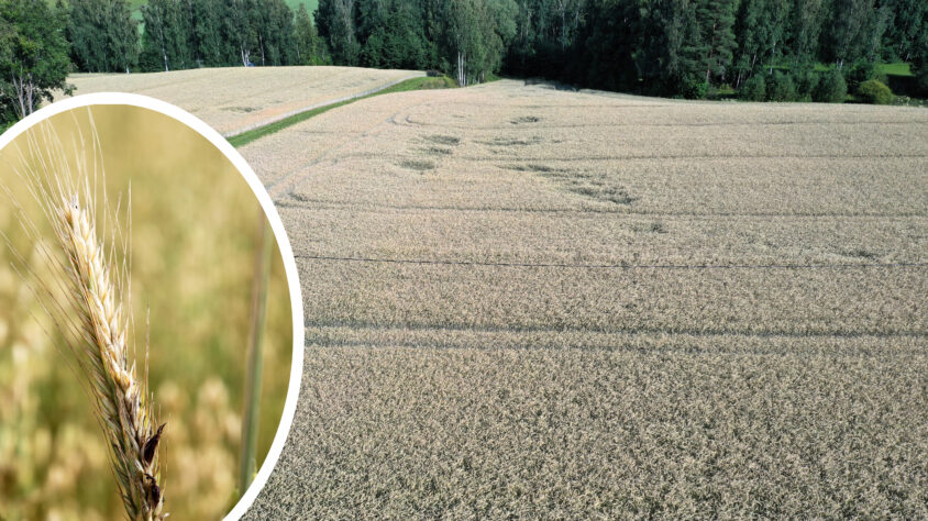 AgrimediaRuisTora01m