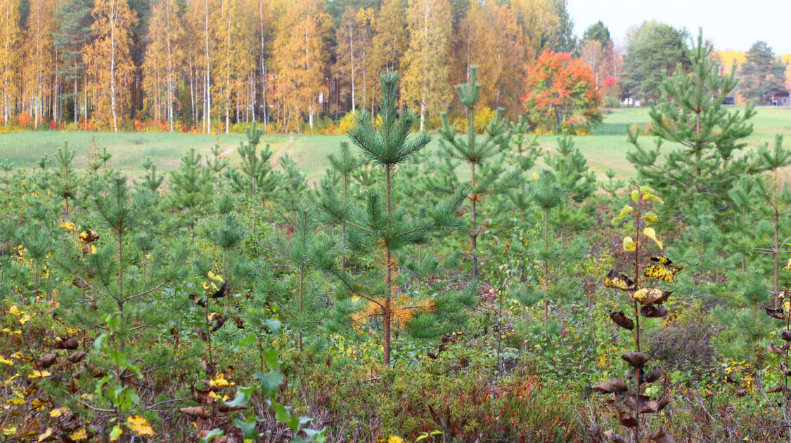 kuva-hoidettua-taimikkoa