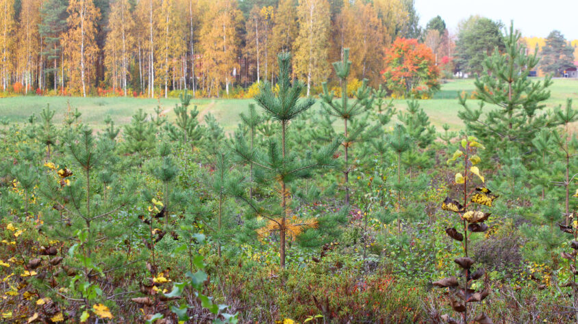 kuva-hoidettua-taimikkoa