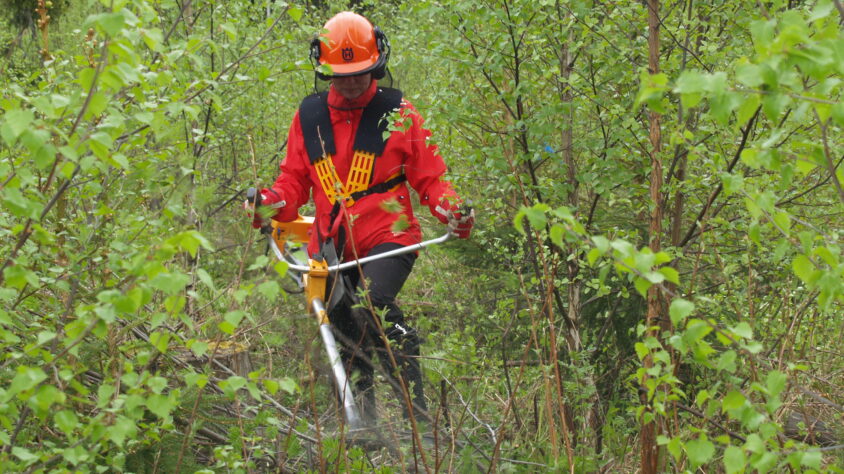 kuva-taimikon-perkausta-raivaussahalla