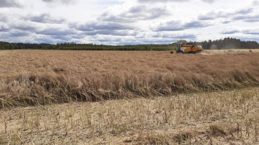 syysrypsi2-puinti-1500×841