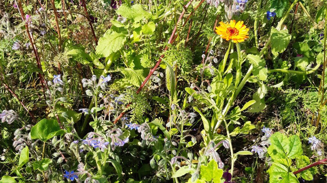 viherpantaheinä seoksessa 1